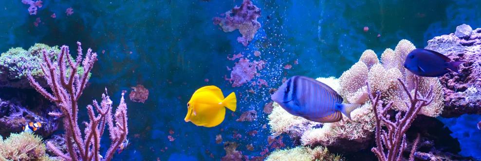 Dive Into Premium Aquatic Fashion